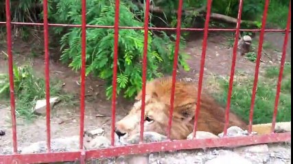 FUNNY LION PLAYING WITH VISITORS