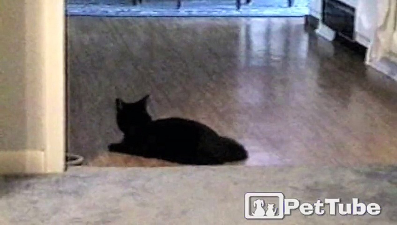 Black Cat Slips and Slides