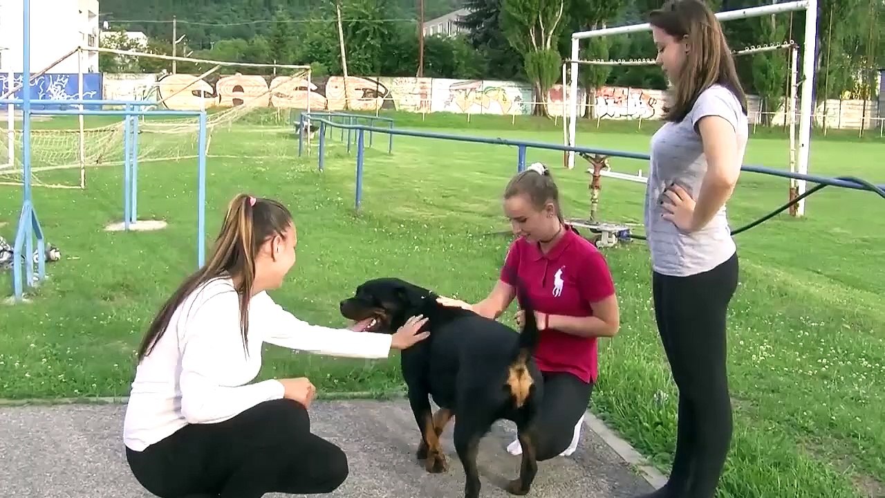 Top những giống chó nguy hiểm được giới nuôi chó chọi yêu thích tại Việt Nam