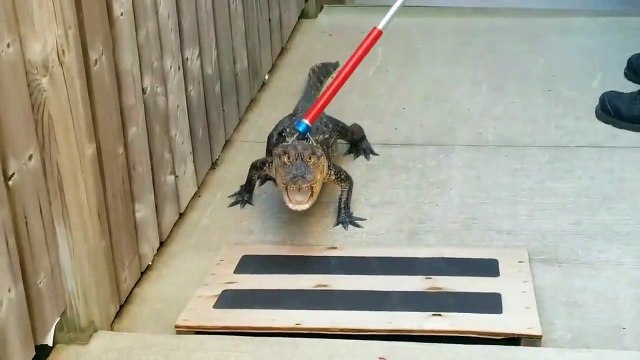 Ils tombent nez à nez avec un alligator en sortant de leur piscine