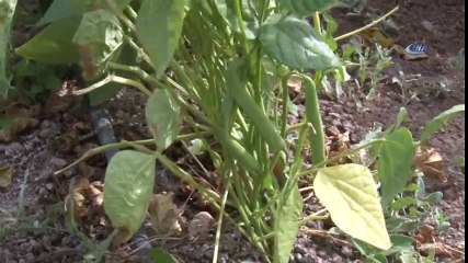 Sivaslı Çiftçi, 8 Kilo Ata Tohumu Ekti 2 Ton Fasulye Elde Etti