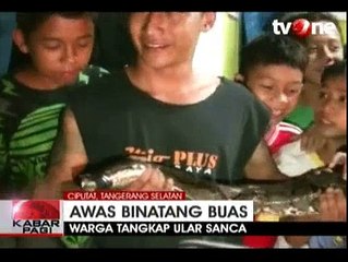 Descargar video: Warga Cipayung Geger Temukan Ular Sanca Sepanjang 6 Meter