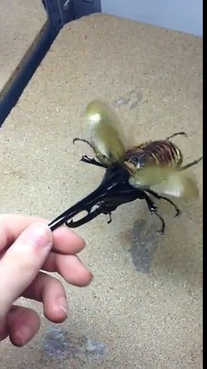 Bug-copter