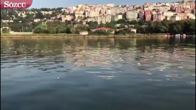 Binlerce balık ölüsü suyun üzerinde