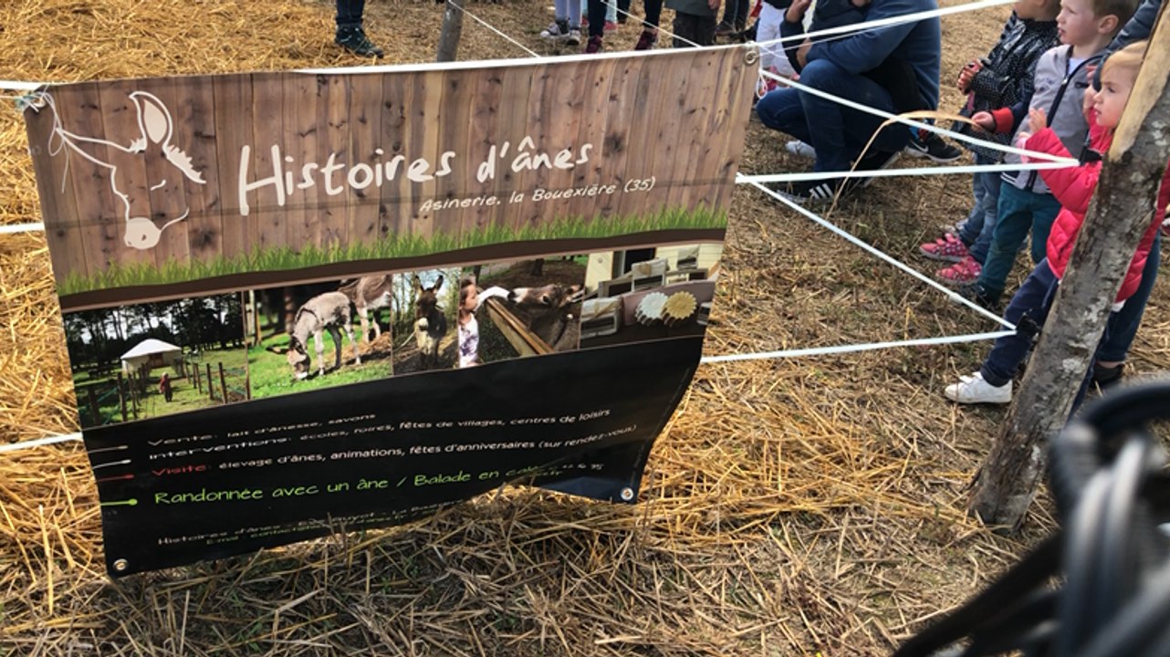 A la découverte de la traite d’ânesse