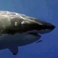 Un petit poisson intrépide nage devant la gueule d'un grand requin blanc