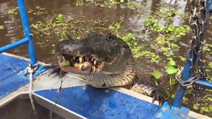 Ce guide touristique s'amuse avec un énorme alligator en Louisiane
