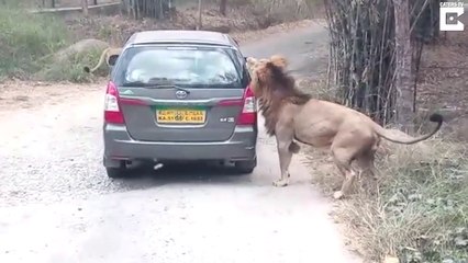 Ce lion aime bien manger les voitures!!!
