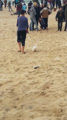 Nice dog || A small dog