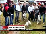 Unik, Balapan Anjing Digelar di Sumatera