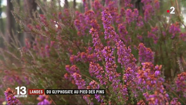 Landes : du glyphosate au pied des pins