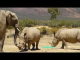 Rhino Chasing Lion vs Elephant Run Away