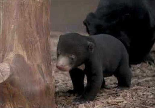 Chester Zoo's Sun Bear Cub Emerges From Den for First Time