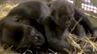 Infant Gorilla Uses Canine Chew Toy to Help With Teething Pains