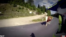 Animals Vs Bikers 2018 - Angry dogs attacked Cyclist & Almost hitting Deer, Bull Hit! [Ep #07]