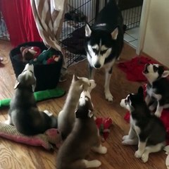 Howling is a daily necessity for this pack and their momma