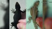 Side-Blotched Lizards Altered Their Genes to Rapidly Change Color