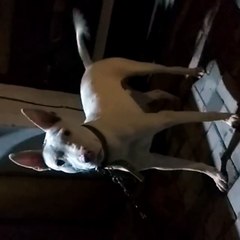 Gull Terr Kennel 🐾