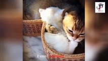 Mother cats and kitten Compilation 2018 ! So Adorable !! So Cute !!!