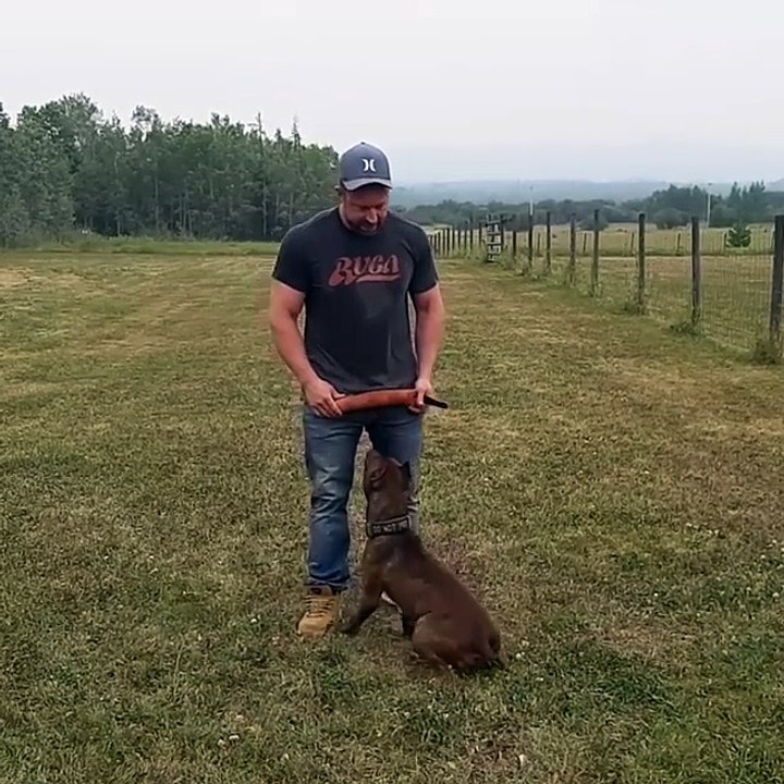 Donovan Pinscher Training