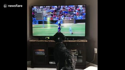 Cute puppy is completely absorbed in TV dog trick show