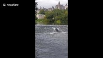 Seal seen climbing a weir in Irish river