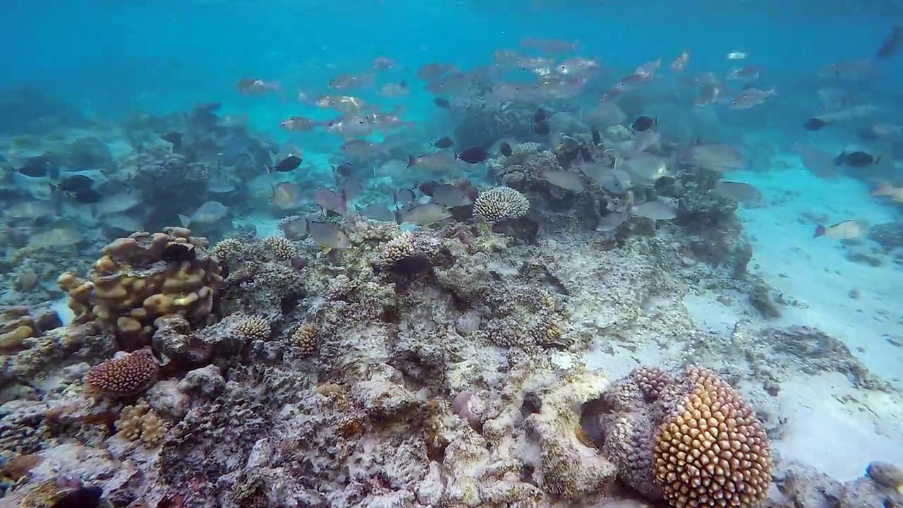 Experience snorkeling in the Aroa Lagoonarium Marine Reserve "Raui" directly in front of The Rarotongan Beach Resort & Spa and Sanctuary Rarotonga for the easie