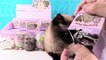 Pusheen Series 6 Magical Kitties Blind Box Surprise Plush _ PSToyReviews