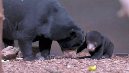 First sun bear cub born in the UK