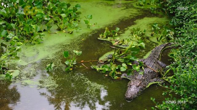 Baby Siamese Crocs Give Conservationists Hope for Species' Survival