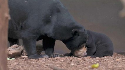 توله خرس مالایایی برای نخستین بار در باغ وحش چستر نمایان شد