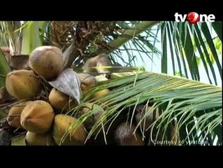 Black Cat, Motor Unik Pemanjat Pohon Kelapa