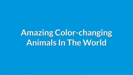 Amazing Color changing Animals In The World