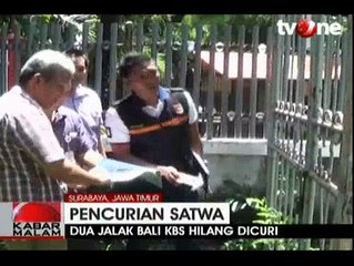 Sepasang Jalak Bali KBS Hilang Dicuri