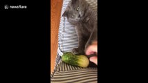 Chunkus the cat loves cucumbers