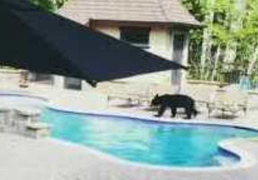 Bear Enjoys an Afternoon Swim in North Carolina Pool