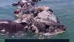 نفوق مئات السلاحف البحرية المعرضة للإنقراض في #المكسيك... والمتسبب الإنسان#أخبار_الآن #بيئة