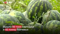 Недавно президент собрал урожай со своего приусадебного участка. Мы собрали в одном видео уроки сельского хозяйства от Александра Лукашенко за несколько лет.
