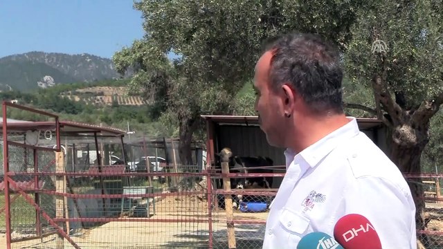 Haluk Levent dana 'Ferdinand'ı ziyaret etti - İZMİR