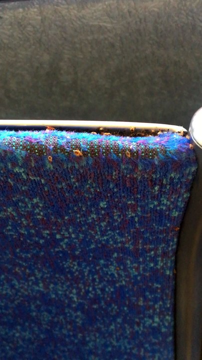 Bed Bugs on a Bus