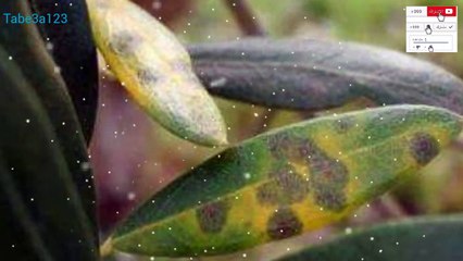 مرض بقع عين الطاووس في شجر الزيتون