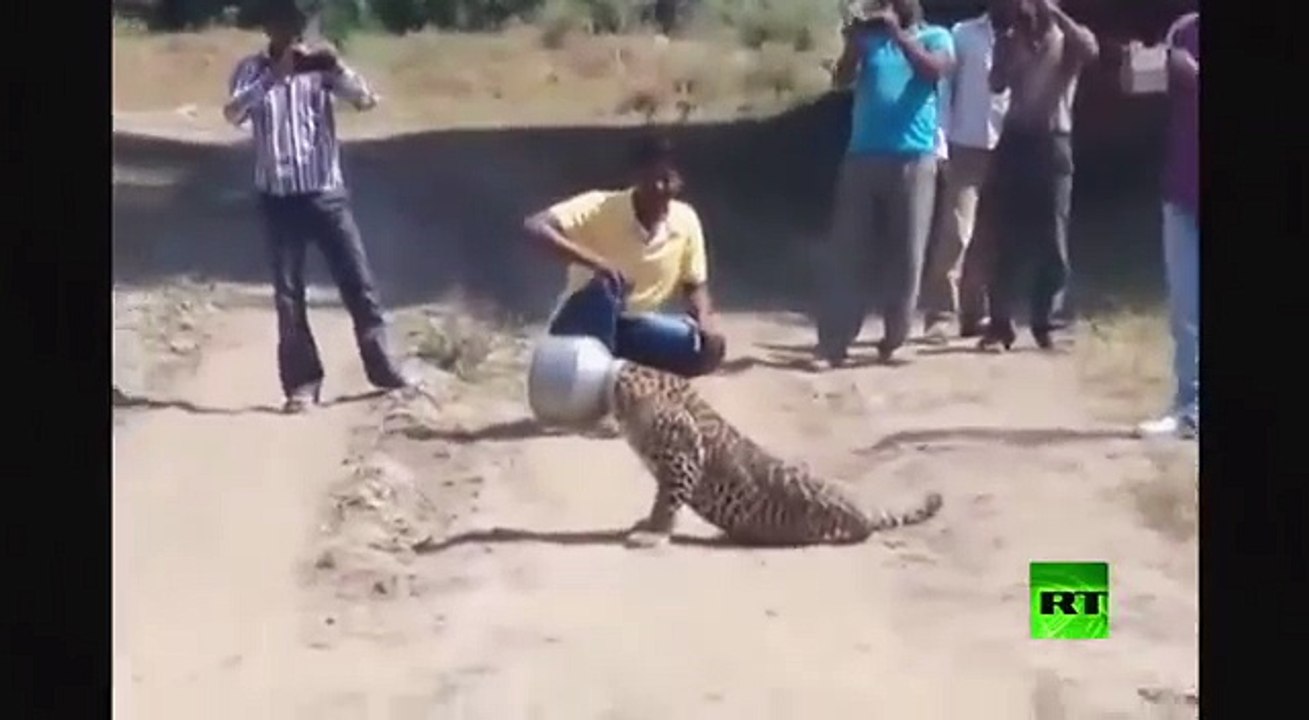 لن تصدق ماذا حدث للنمر عندما أراد ان يشرب من هذا الاناء