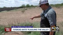 Tips on how to deal with steroid ants around the Valley