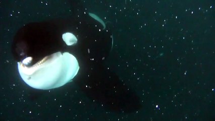 Diver has extreme face-to-face encounter with Killer Whale