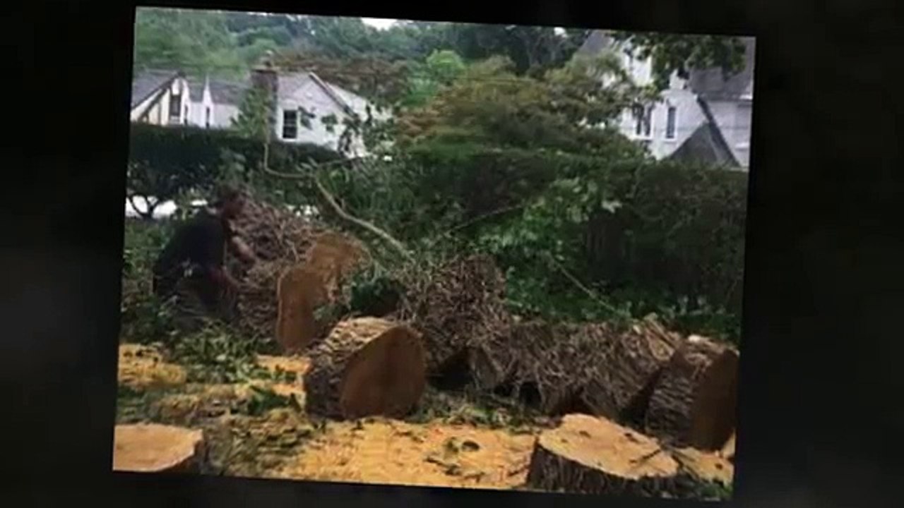 UNBEATABLE PRICED Tree Service