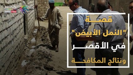 فيديوجراف..  تعرف علي قصة ظهور النمل الأبيض بالأقصر ونتائج المكافحة حتي الآن