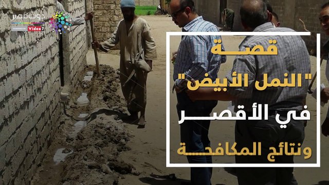 فيديوجراف.. تعرف علي قصة ظهور النمل الأبيض بالأقصر ونتائج المكافحة حتي الآن