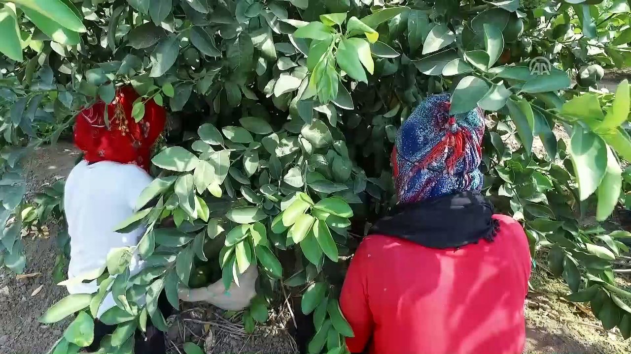 Çukurova'da limon verimi çiftçiyi mutlu etti - ADANA