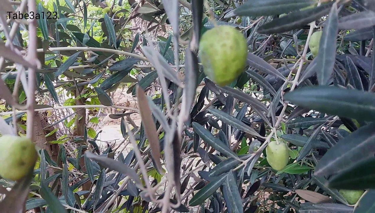 افة ذبابة ثمار الزيتون الخطيرة