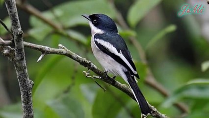 Phường chèo đen bậc thầy làm tổ nguỵ trang